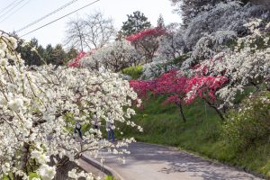 上中のしだれ桃、4月の春の花、愛知県豊田市の観光・撮影スポットの画像と写真