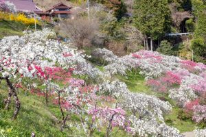 上中のしだれ桃、4月の春の花、愛知県豊田市の観光・撮影スポットの画像と写真