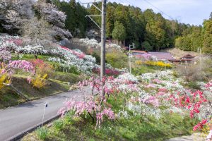 上中のしだれ桃、4月の春の花、愛知県豊田市の観光・撮影スポットの画像と写真
