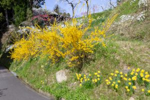 上中のしだれ桃、4月の春の花、愛知県豊田市の観光・撮影スポットの画像と写真