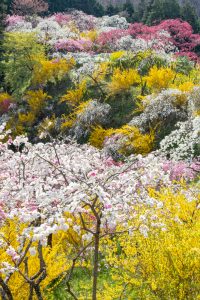 上中のしだれ桃、4月の春の花、愛知県豊田市の観光・撮影スポットの画像と写真