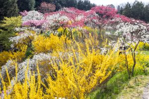 上中のしだれ桃、4月の春の花、愛知県豊田市の観光・撮影スポットの画像と写真