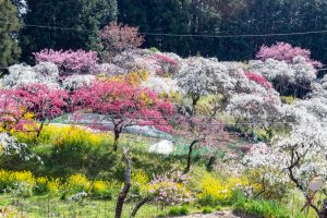 上中のしだれ桃、4月の春の花、愛知県豊田市の観光・撮影スポットの画像と写真