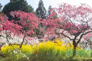 上中のしだれ桃、4月の春の花、愛知県豊田市の観光・撮影スポットの画像と写真