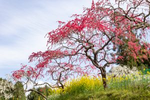 上中のしだれ桃、4月の春の花、愛知県豊田市の観光・撮影スポットの画像と写真