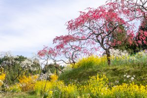 上中のしだれ桃、4月の春の花、愛知県豊田市の観光・撮影スポットの画像と写真