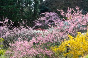 上中のしだれ桃、4月の春の花、愛知県豊田市の観光・撮影スポットの画像と写真