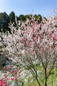 上中のしだれ桃、4月の春の花、愛知県豊田市の観光・撮影スポットの画像と写真