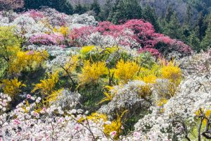 上中のしだれ桃、4月の春の花、愛知県豊田市の観光・撮影スポットの画像と写真