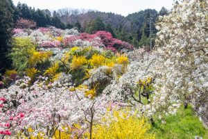 上中のしだれ桃、4月の春の花、愛知県豊田市の観光・撮影スポットの画像と写真