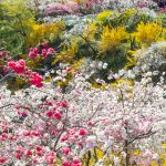 上中のしだれ桃、4月の春の花、愛知県豊田市の観光・撮影スポットの画像と写真