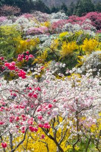 上中のしだれ桃、4月の春の花、愛知県豊田市の観光・撮影スポットの画像と写真