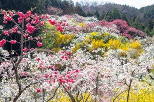 上中のしだれ桃、4月の春の花、愛知県豊田市の観光・撮影スポットの画像と写真