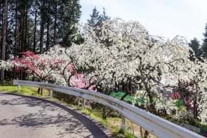 上中のしだれ桃、4月の春の花、愛知県豊田市の観光・撮影スポットの画像と写真