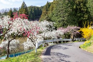 上中のしだれ桃、4月の春の花、愛知県豊田市の観光・撮影スポットの画像と写真
