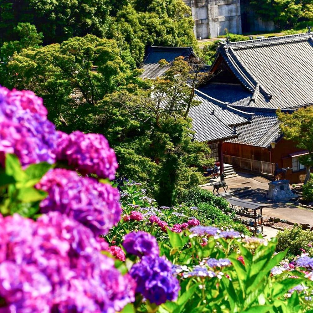 形原温泉あじさいの里、6月夏の花、愛知県蒲郡市の観光・撮影スポットの画像と写真