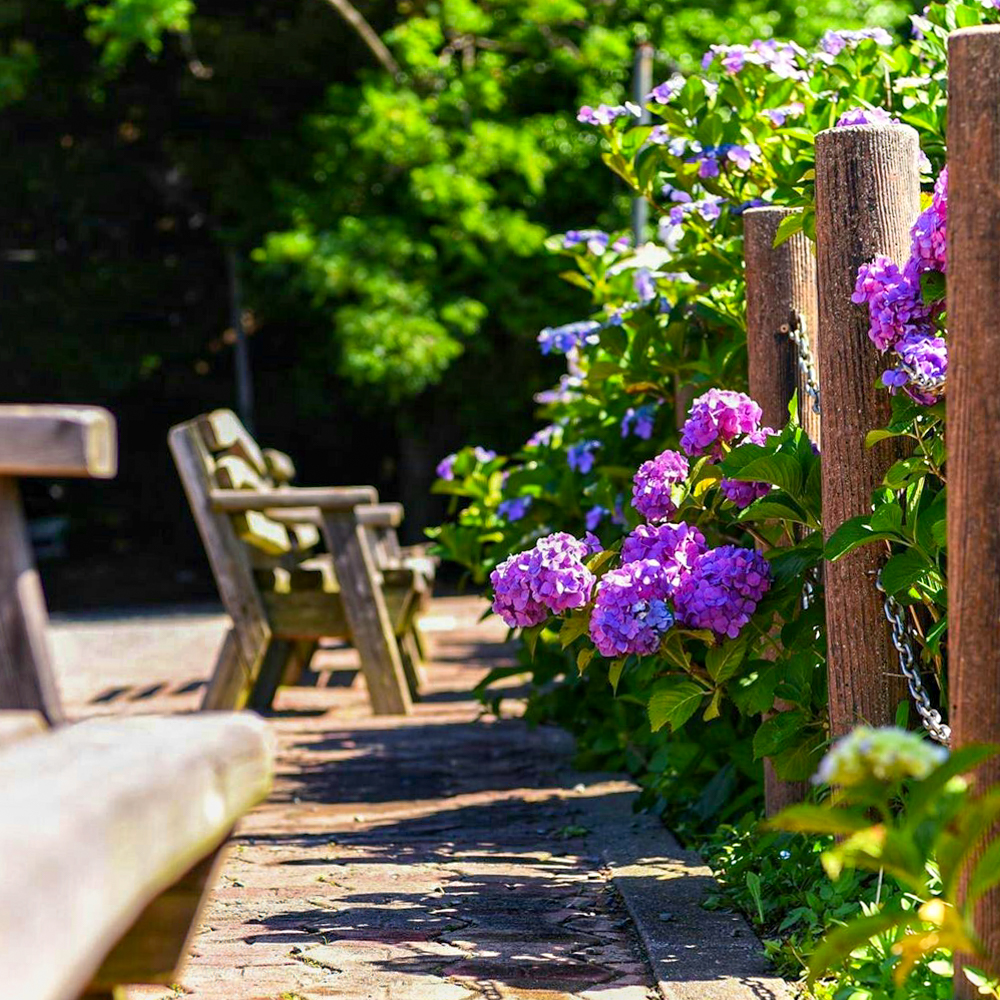 形原温泉あじさいの里、6月夏の花、愛知県蒲郡市の観光・撮影スポットの画像と写真