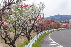 桂川ハナモモ、花桃、4月の春の花、岐阜県揖斐郡の観光・撮影スポットの名所
