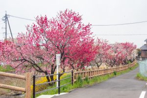 桂川ハナモモ、花桃、4月の春の花、岐阜県揖斐郡の観光・撮影スポットの名所