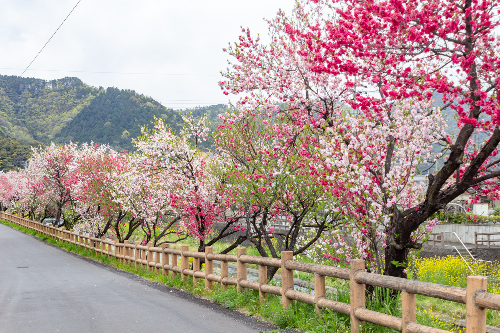桂川ハナモモ、花桃、4月の春の花、岐阜県揖斐郡の観光・撮影スポットの名所