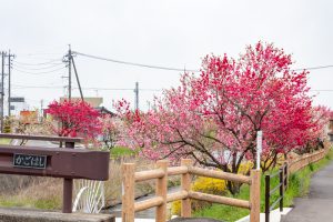 桂川ハナモモ、花桃、4月の春の花、岐阜県揖斐郡の観光・撮影スポットの名所