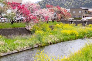 桂川ハナモモ、花桃、4月の春の花、岐阜県揖斐郡の観光・撮影スポットの名所