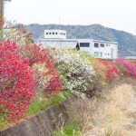桂川ハナモモ、花桃、4月の春の花、岐阜県揖斐郡の観光・撮影スポットの名所