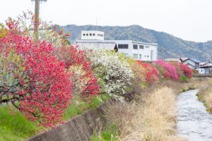 桂川ハナモモ、花桃、4月の春の花、岐阜県揖斐郡の観光・撮影スポットの名所