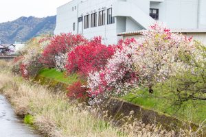 桂川ハナモモ、花桃、4月の春の花、岐阜県揖斐郡の観光・撮影スポットの名所