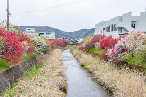 桂川ハナモモ、花桃、4月の春の花、岐阜県揖斐郡の観光・撮影スポットの名所