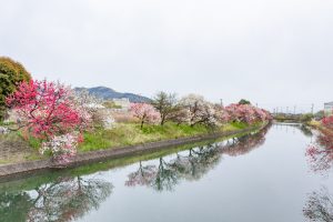 桂川ハナモモ、花桃、4月の春の花、岐阜県揖斐郡の観光・撮影スポットの名所