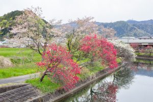 桂川ハナモモ、花桃、4月の春の花、岐阜県揖斐郡の観光・撮影スポットの名所
