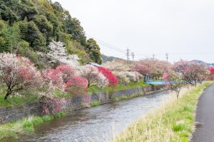 桂川ハナモモ、花桃、4月の春の花、岐阜県揖斐郡の観光・撮影スポットの名所