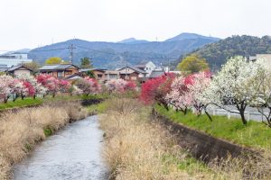 桂川ハナモモ、花桃、4月の春の花、岐阜県揖斐郡の観光・撮影スポットの名所