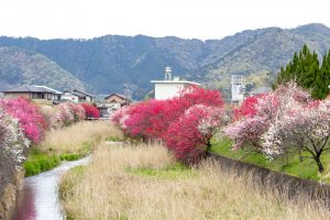 桂川ハナモモ、花桃、4月の春の花、岐阜県揖斐郡の観光・撮影スポットの名所
