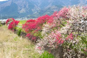 桂川ハナモモ、花桃、4月の春の花、岐阜県揖斐郡の観光・撮影スポットの名所