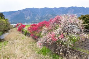 桂川ハナモモ、花桃、4月の春の花、岐阜県揖斐郡の観光・撮影スポットの名所