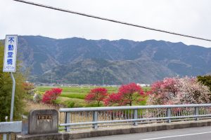 桂川ハナモモ、花桃、4月の春の花、岐阜県揖斐郡の観光・撮影スポットの名所