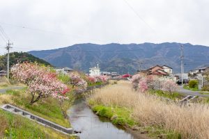 桂川ハナモモ、花桃、4月の春の花、岐阜県揖斐郡の観光・撮影スポットの名所