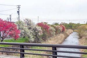 桂川ハナモモ、花桃、4月の春の花、岐阜県揖斐郡の観光・撮影スポットの名所