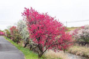 桂川ハナモモ、花桃、4月の春の花、岐阜県揖斐郡の観光・撮影スポットの名所