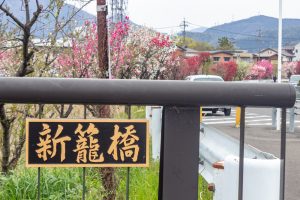 桂川ハナモモ、花桃、4月の春の花、岐阜県揖斐郡の観光・撮影スポットの名所