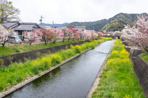 桂川ハナモモ、花桃、4月の春の花、岐阜県揖斐郡の観光・撮影スポットの名所