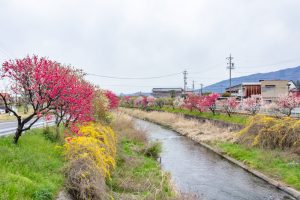 桂川ハナモモ、花桃、4月の春の花、岐阜県揖斐郡の観光・撮影スポットの名所