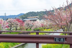 桂川ハナモモ、花桃、4月の春の花、岐阜県揖斐郡の観光・撮影スポットの名所