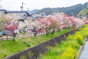桂川ハナモモ、花桃、4月の春の花、岐阜県揖斐郡の観光・撮影スポットの名所