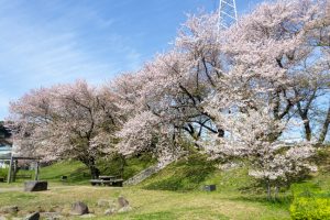 黄金堤、桜、3月の春の花、愛知県西尾市の観光・撮影スポットの名所