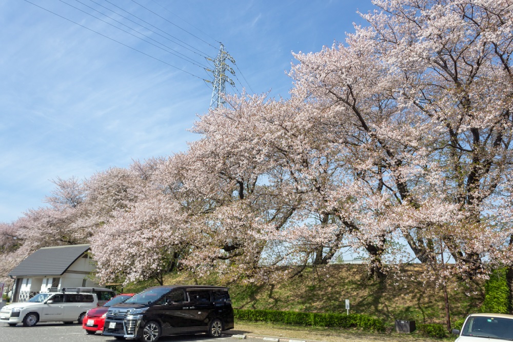 黄金堤、桜、3月の春の花、愛知県西尾市の観光・撮影スポットの名所