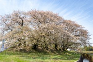 黄金堤、桜、3月の春の花、愛知県西尾市の観光・撮影スポットの名所