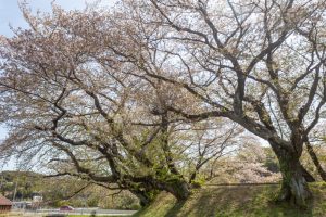 黄金堤、桜、3月の春の花、愛知県西尾市の観光・撮影スポットの名所